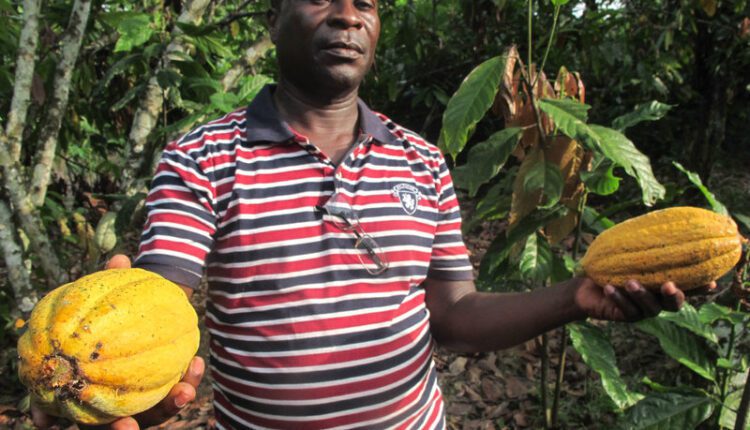 Cocoa policies, cocoa farmer