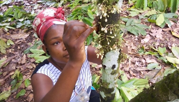 Hand pollination, cocoa news, chocolate,