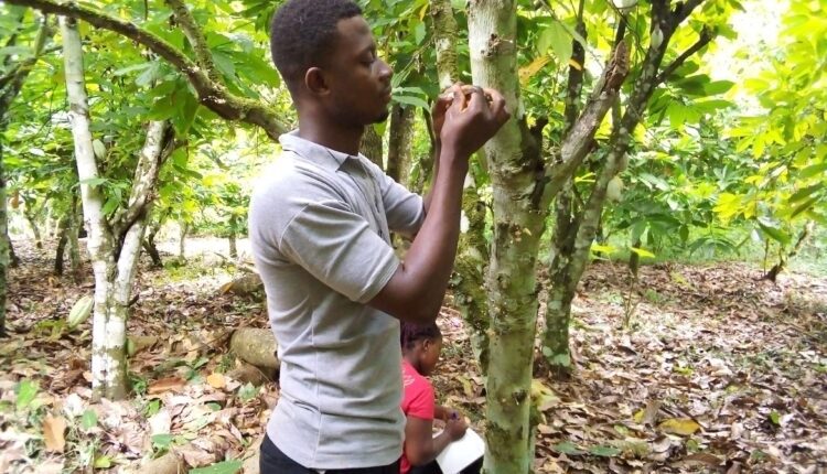 cocoa hand pollination, Cocoa news, chocolate,