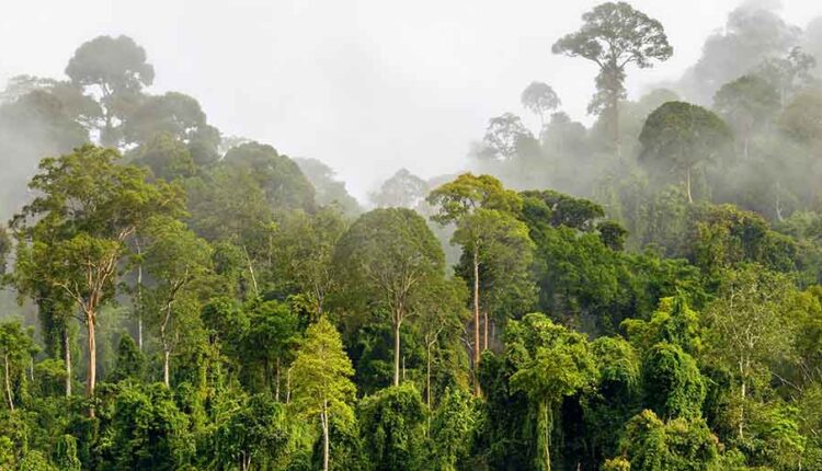 Nestle Invests, Cally Forest, Ivory Coast