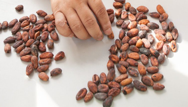 Bean count, bean grade, cocoa news,