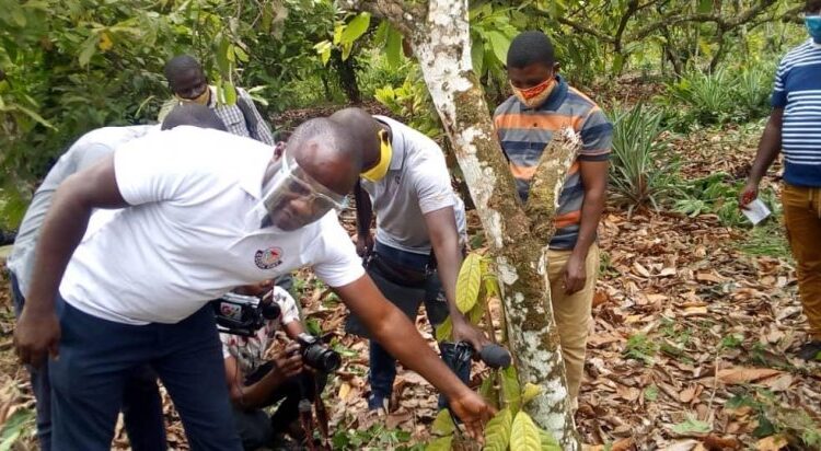 Rehabilitation programme, Cocoa news, COCOBOD,