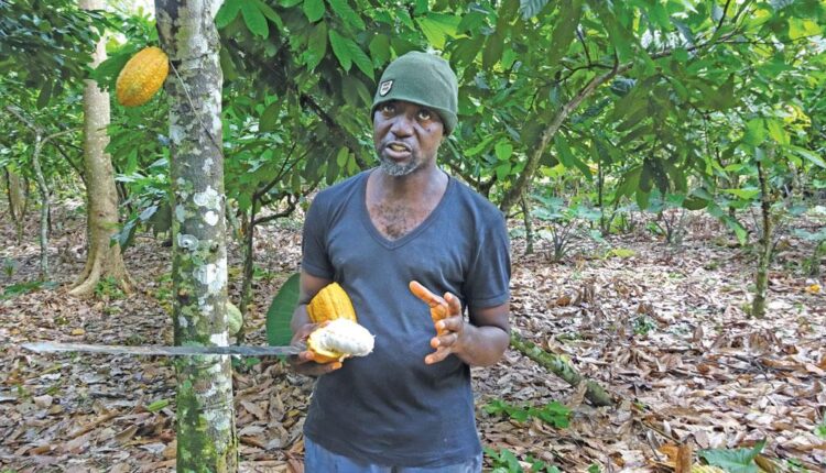 Cocoa price increase, farmers, cocoa news, chocolate,