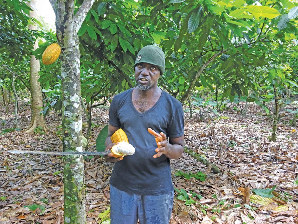 Cocoa price increase, farmers, cocoa news, chocolate,