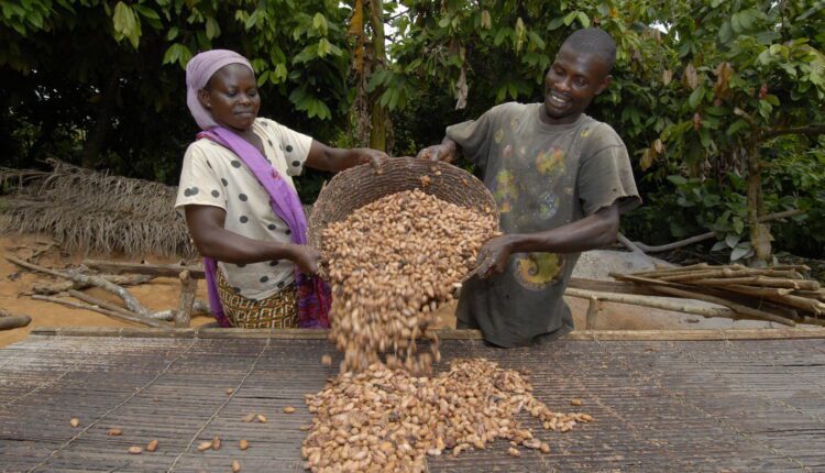 Low Income, Cocoa farmers, cocoa news,