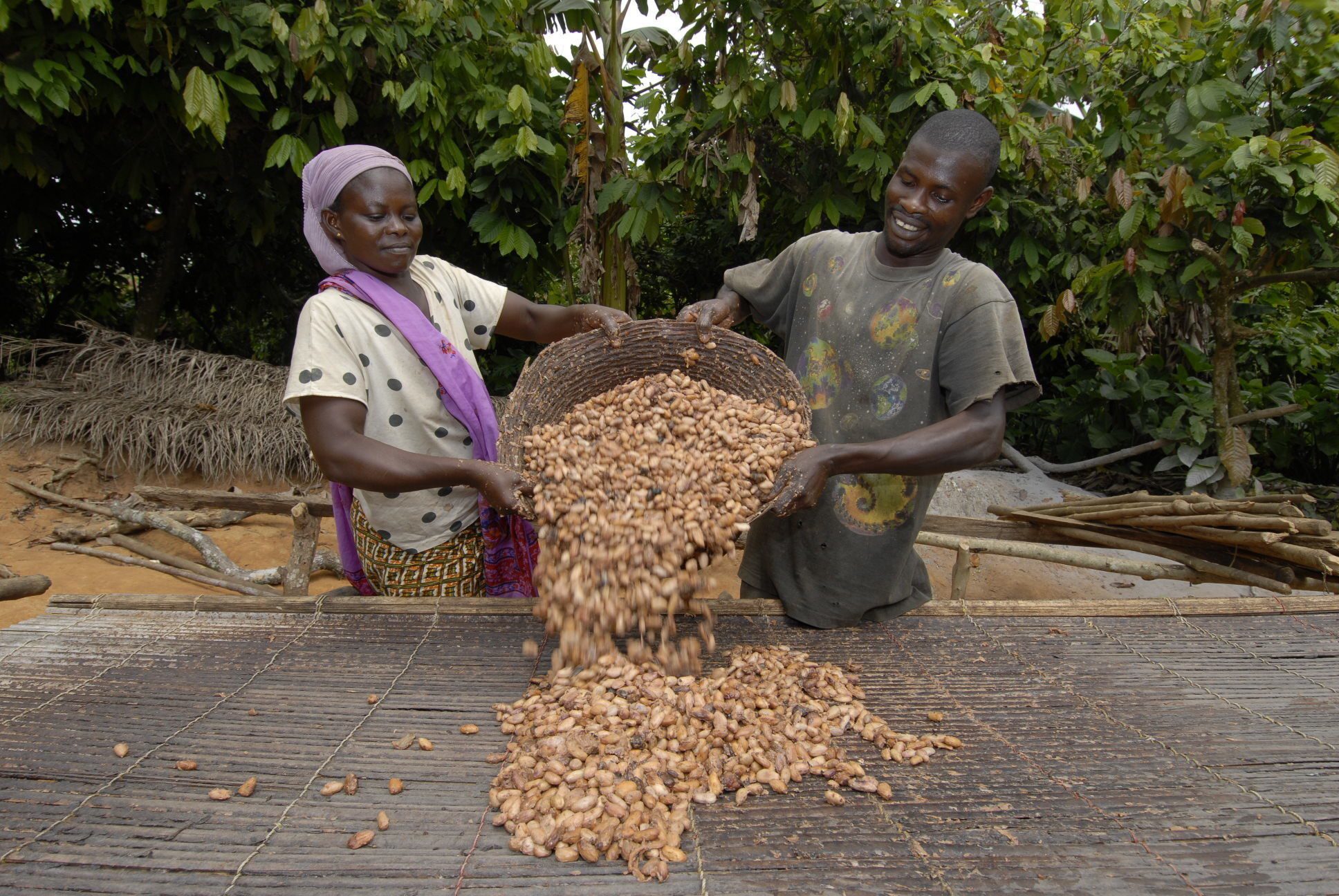 Low Income, Cocoa farmers, cocoa news,