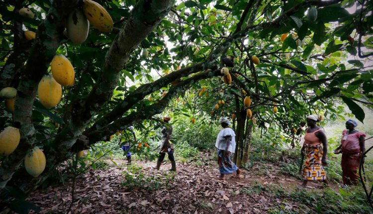 Cocoa news, Nigeria, oil revenue,