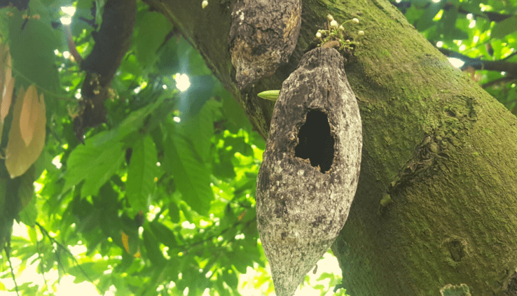 Swollen shoot disease, cocoa news,