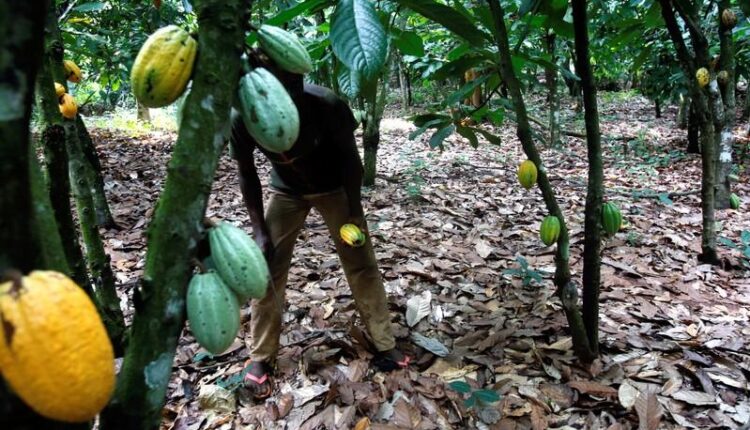 Main crop, cocoa news, Ivory Coast,