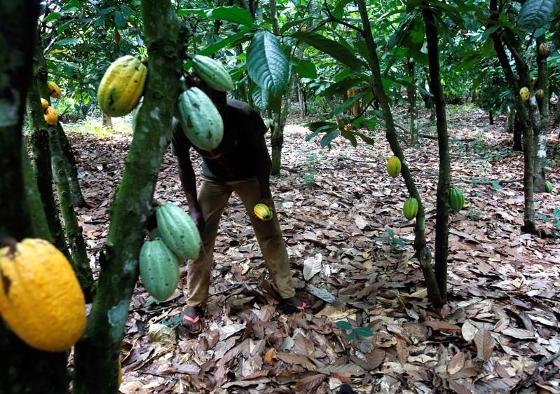 Main crop, cocoa news, Ivory Coast,