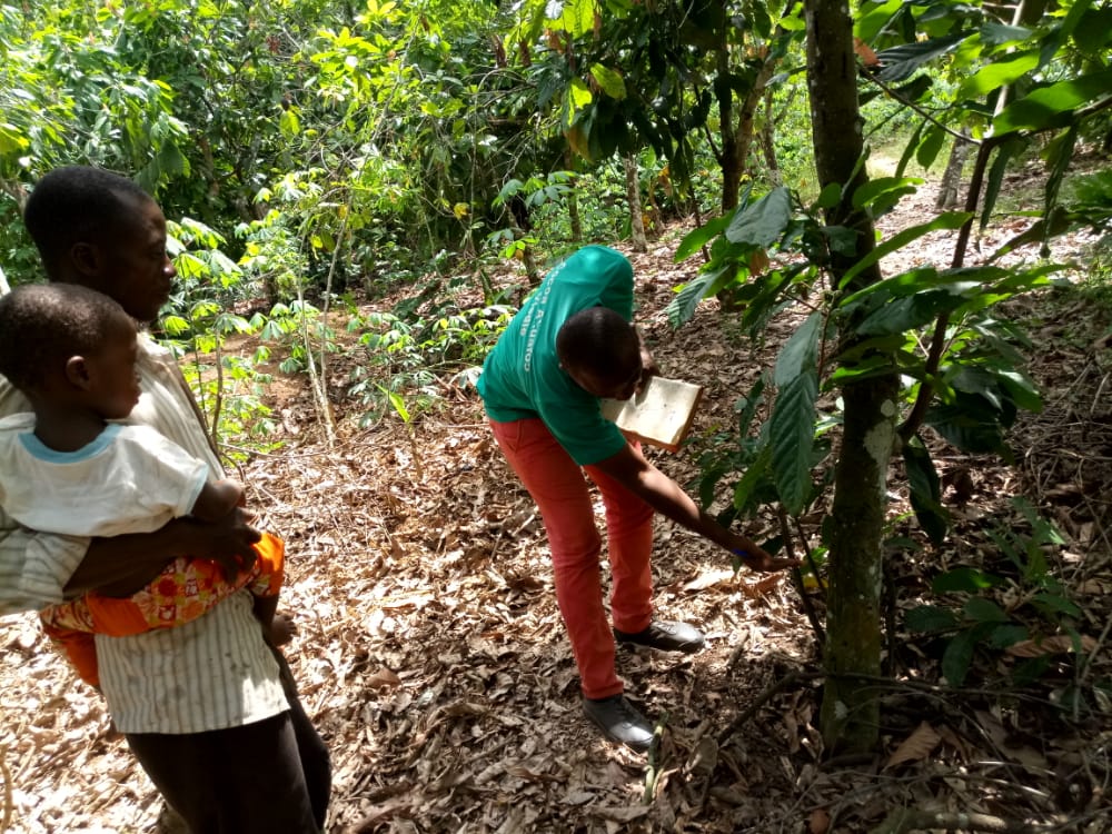 Extension officer, cocoa farm, cocoa news,