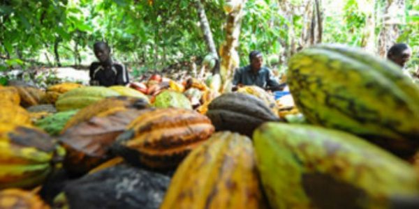 Togo Cocoa, CCFCC Togo, coffee and cocoa, cocoa news,