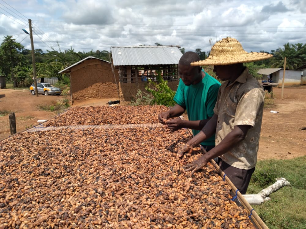 Civil Society LID, Producer price, cocoa price,