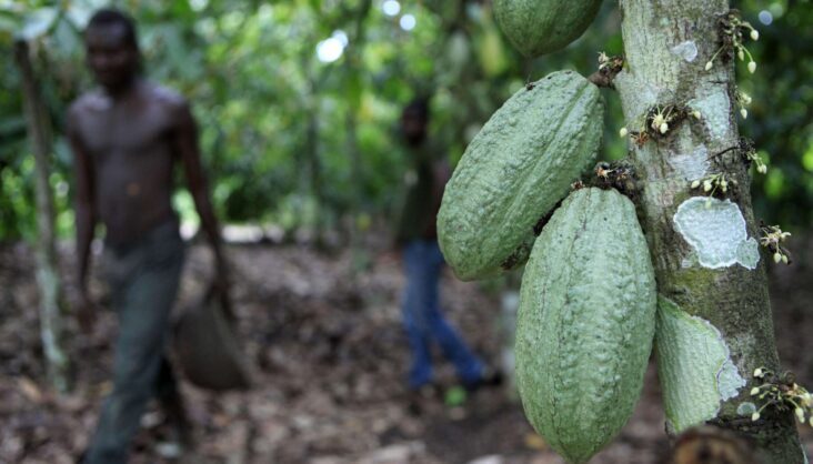 Report on child labour, cocoa, Ghana, Jacques Morisset, Cote d'Ivoire, Cocoa production, Climate Change,