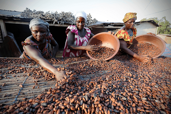 Value addition, cocoa processing, cocoa news, farmers