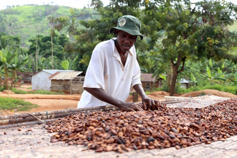 Ghana and Ivory Coast, cocoawise, cargill, cocoa, sustainability, Ghana cocoa, Farmgate price, Cocoa producer price, Ghana Cocoa Board, COCOBOD, Cocoa beans, Supply deficit, Cocoa crisis,