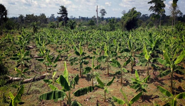 Fiifi Boafo, COCOBOD, Cocoa Rehabilitation Programme,