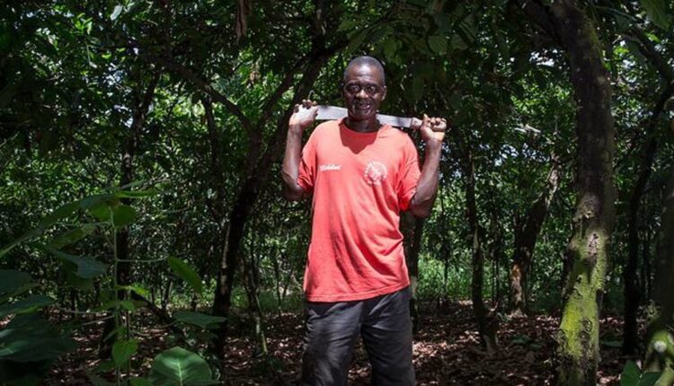 Oak Ridge Lodge, Cocoa Ecotourism, Tetteh Quarshie Cocoa Farm,