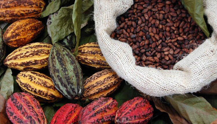 Royal Tropical Institute (KIT) , Cocoa Sector, Ghana, Côte d’Ivoire, Cocoa Post, WCF