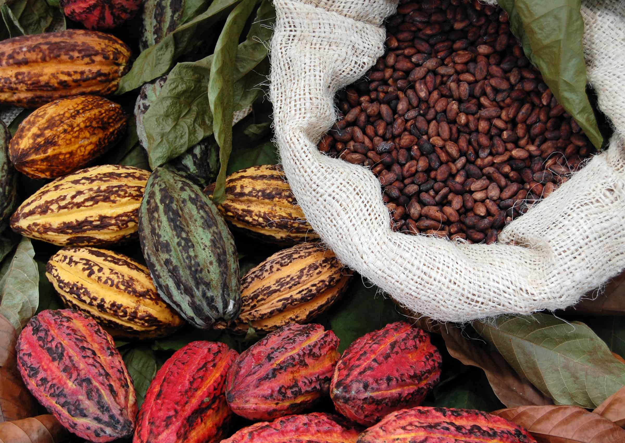 Royal Tropical Institute (KIT) , Cocoa Sector, Ghana, Côte d’Ivoire, Cocoa Post, WCF