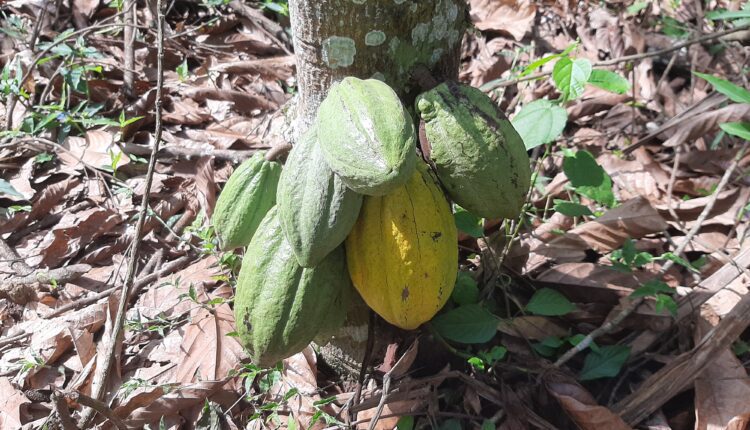 price of cocoa, Operation 60 pods