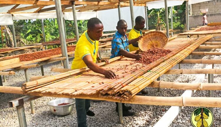 Cocoa Fermentation Centre, Transroyal Ghana Ltd, Ghana