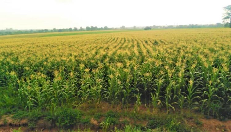 ANDA Global, EST GRoup, Agro commodities, Trade