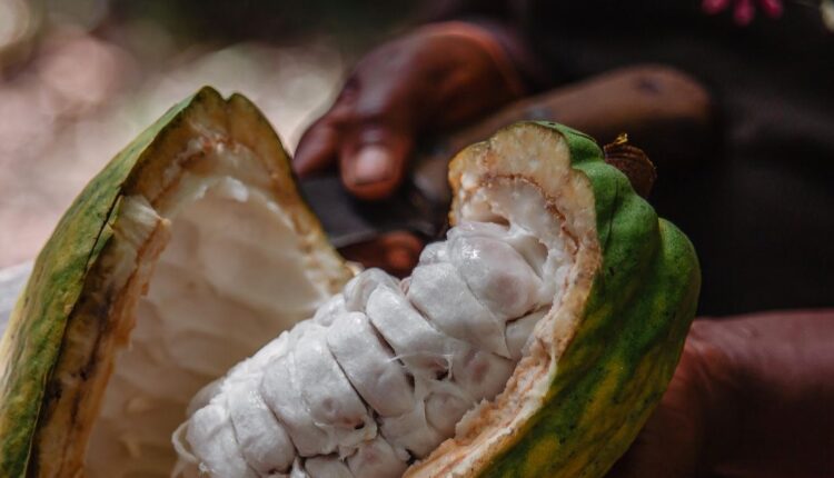 fairafric LID, cocoa premium, chocolate, Ghana, Ivory Coast,