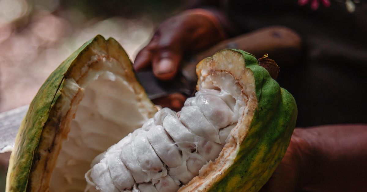 fairafric LID, cocoa premium, chocolate, Ghana, Ivory Coast,