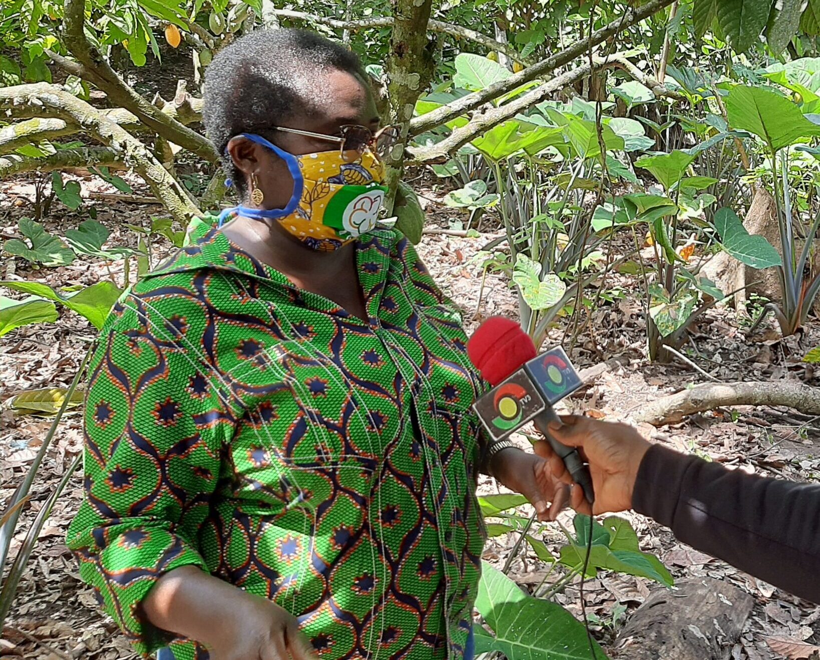 Cocoa farm irrigation, Ghana cocoa, drought, climate change,