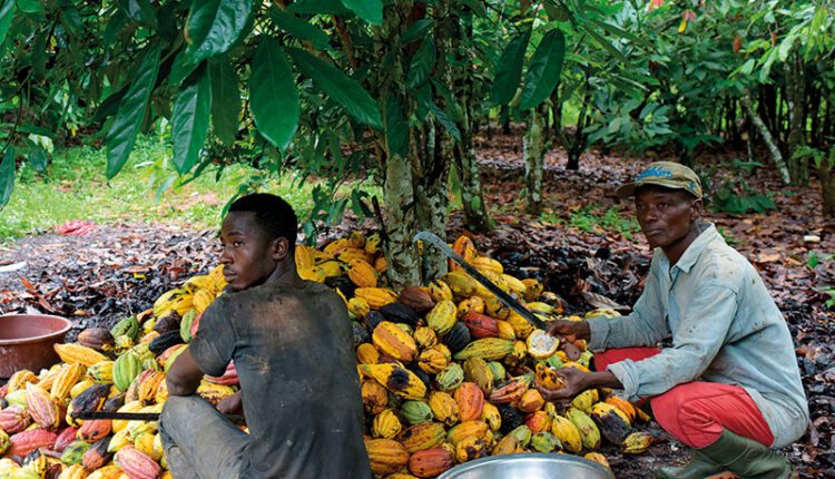 Cocoa Producer Price, Cocoa, daily revenue, farmer income, Ghana