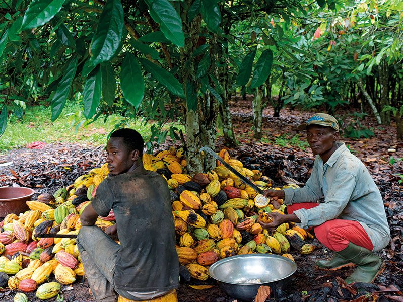 Cocoa Producer Price, Cocoa, daily revenue, farmer income, Ghana