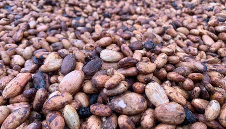 Sustainable cocoa, EU, Ghana