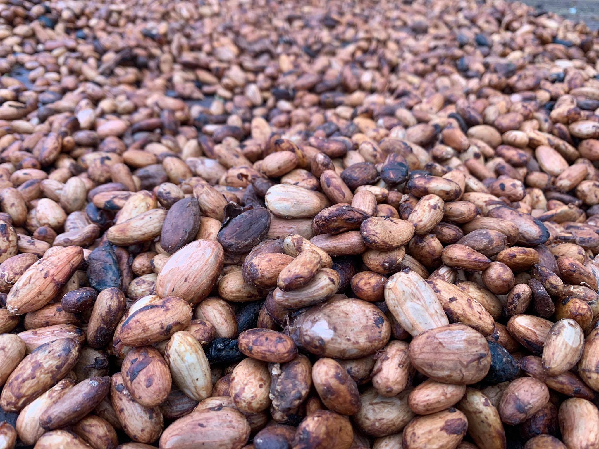 Sustainable cocoa, EU, Ghana