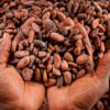 Cocoa Ghana, EU Cote d'Ivoire, cocoa beans, EU, Ivory Coast,