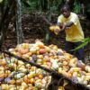 COVID19 Ghana, Sustainable development, cocoa, Ghana,