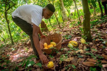 Drop in Ghana’s Cocoa Production Hasn’t Affected Global Forecast – ICCO