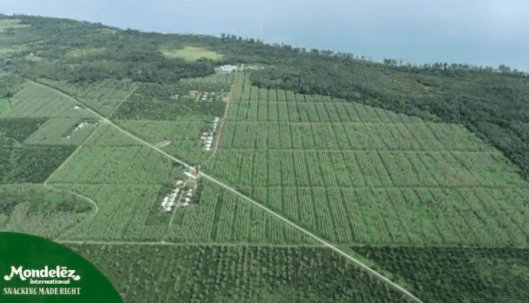 Commercial Cocoa Farm, World Largest Cocoa Farm, Mondelez International, Olam Food Ingredients,