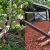 China cocoa,