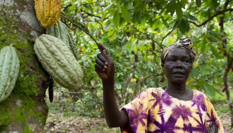 Uganda cocoa