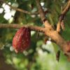 Hainan cocoa, Belgium, China cocoa,