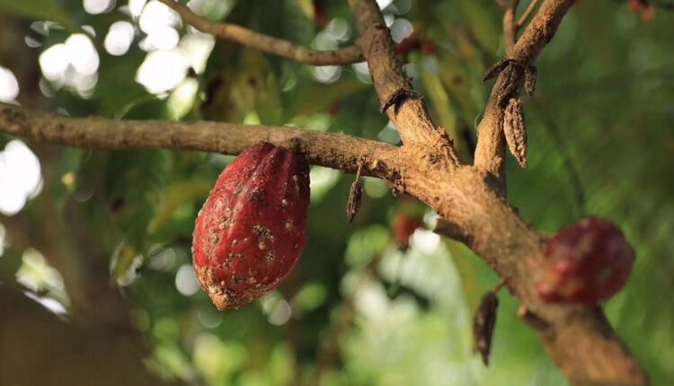 Hainan cocoa, Belgium, China cocoa,