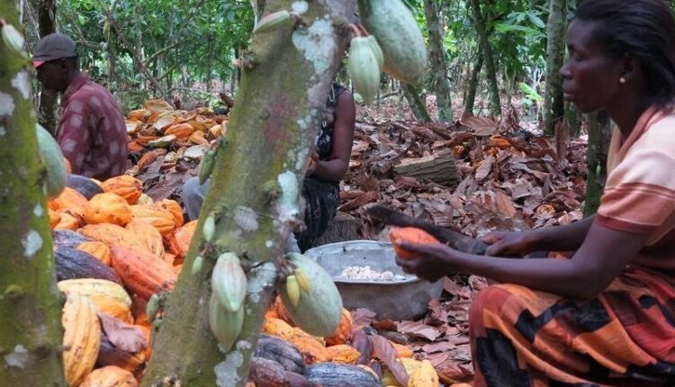 Cocoa LID, Ghana, Côte d'Ivoire, Living Income Differential, EU regulation,