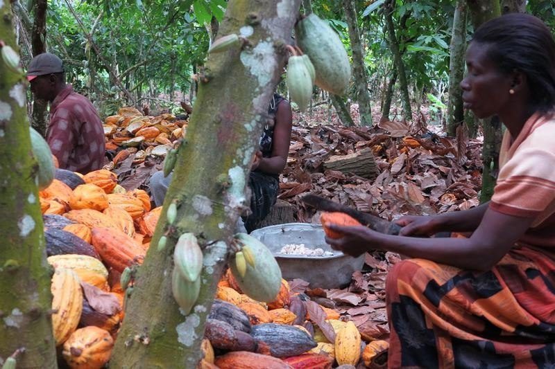 Cocoa LID, Ghana, Côte d'Ivoire, Living Income Differential, EU regulation,