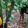 Cocoa conspiracy, Ghana, Côte d'Ivoire, Cocoa, buyers, farmers
