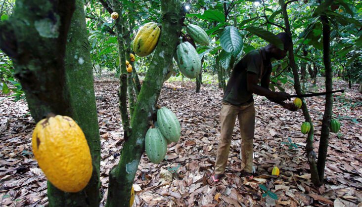 Cocoa conspiracy, Ghana, Côte d'Ivoire, Cocoa, buyers, farmers