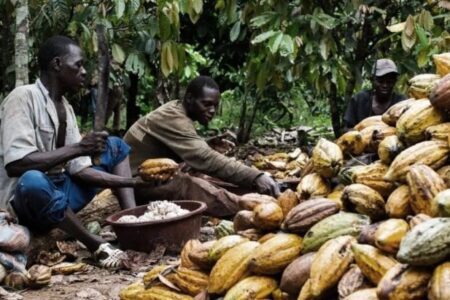 Nigeria Cocoa Farmers Eye Big Wins From China, Australia’s Entry