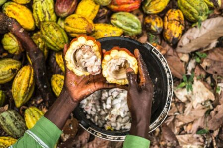 Cocoa Abrabopa Gets Support To Promote Human Rights In Communities