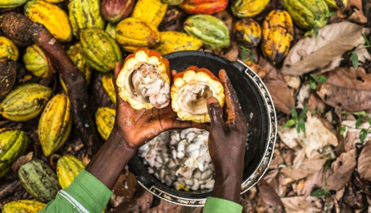 Cocoa Abrabopa, child labour, Mars Wrigley, ASCOT, International Cocoa Initiative,