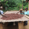 Women Cocoa farmer, Cocoa women, farmers,